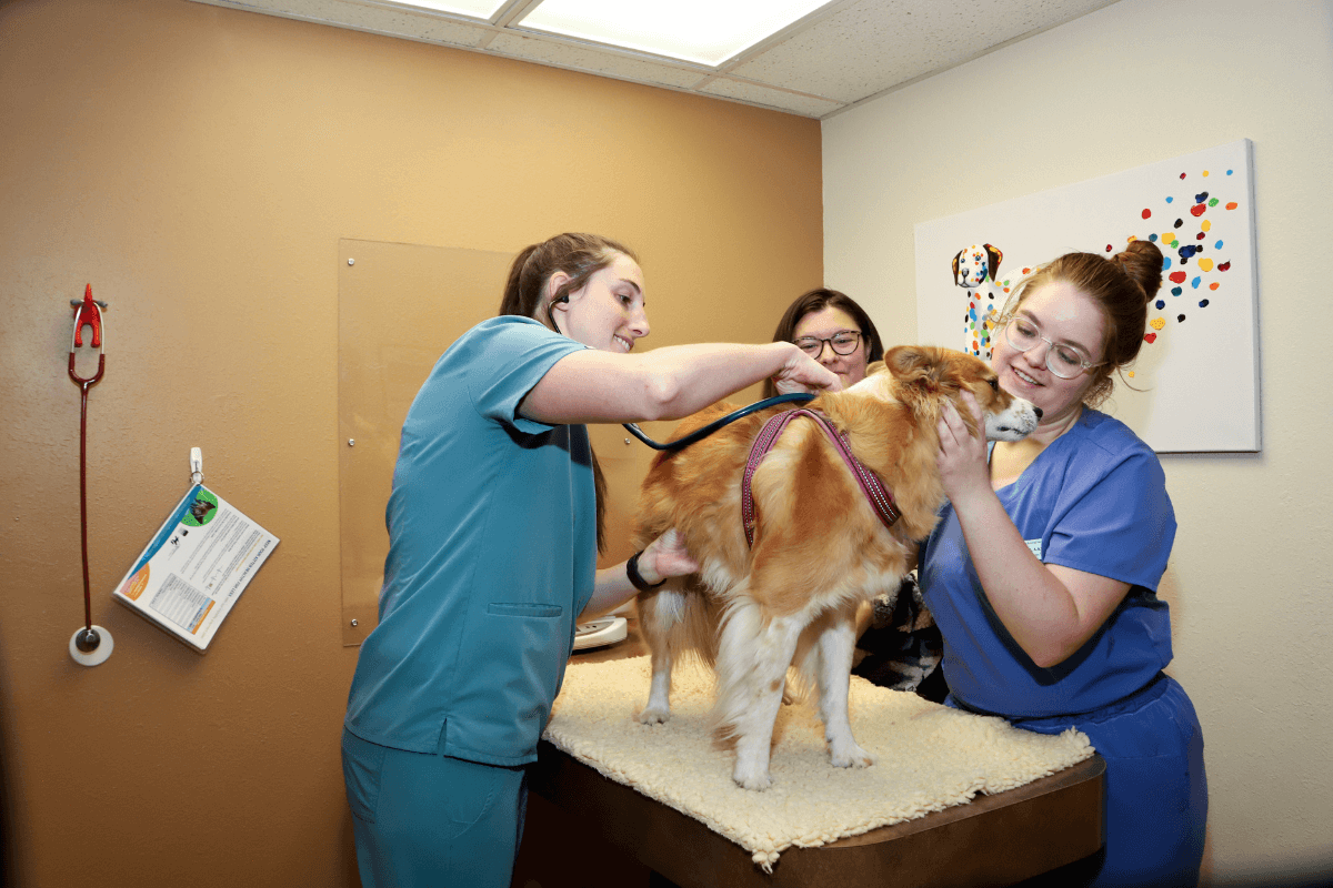 A group of people examining a dog